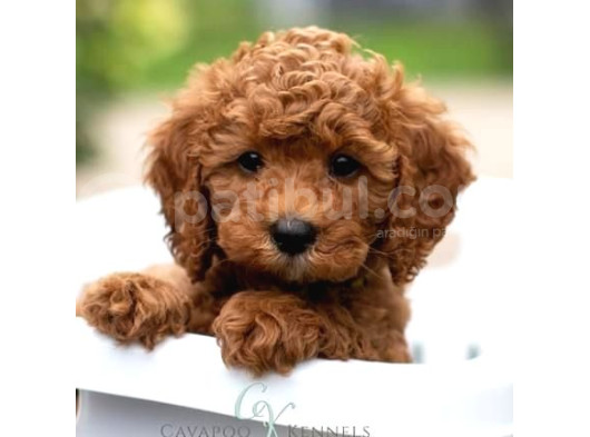 Red Braw Kıpkırmızı Ev Üretimi Tooy Poodle görsel