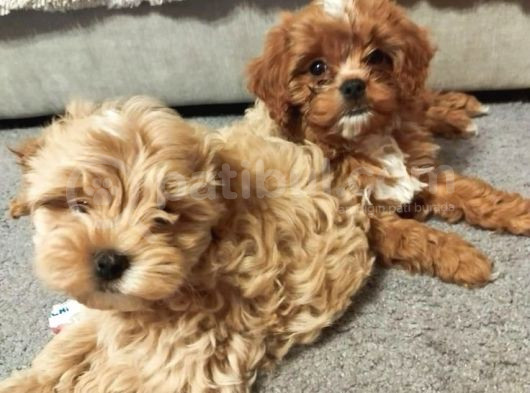 Kahve Tonlu Puppy Kıvırcık Tüylü Malti̇po Ci̇nsi̇ Yavrular