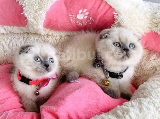 Show Kalite Maviş Bluepoınt Scotısh Fold Bebeklerim görsel