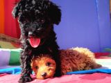 İNANILMAZ KALİTE TOY POODLE YAVRULAR BURADA