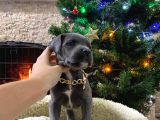 Üst Kalite Cane Corso Bebekler
