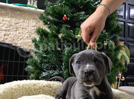 Üst Kalite Cane Corso Bebekler görsel