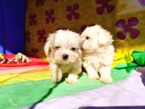 Süper Tatli Basik Burun Maltese Yavrular