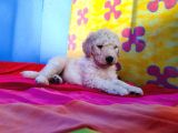 Cok Uygun Rakamlara Standart Dev Poodle Yavrular İstanbulda