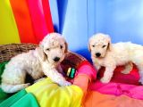 Cok Uygun Rakamlara Standart Dev Poodle Yavrular İstanbulda