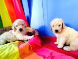 Cok Uygun Rakamlara Standart Dev Poodle Yavrular İstanbulda