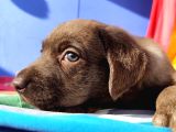 Annesi̇ni̇n Tek Ve Orji̇nal Labrador Yavrusu