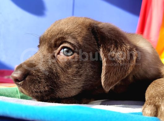 Annesi̇ni̇n Tek Ve Orji̇nal Labrador Yavrusu görsel