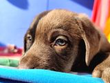 Annesi̇ni̇n Tek Ve Orji̇nal Labrador Yavrusu