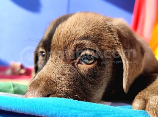 Annesi̇ni̇n Tek Ve Orji̇nal Labrador Yavrusu görsel