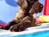 Annesi̇ni̇n Tek Ve Orji̇nal Labrador Yavrusu