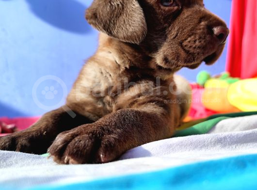 Annesi̇ni̇n Tek Ve Orji̇nal Labrador Yavrusu görsel