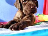 Annesi̇ni̇n Tek Ve Orji̇nal Labrador Yavrusu