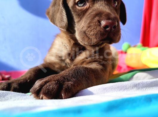 Annesi̇ni̇n Tek Ve Orji̇nal Labrador Yavrusu görsel