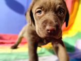Annesi̇ni̇n Tek Ve Orji̇nal Labrador Yavrusu