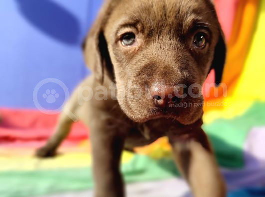 Annesi̇ni̇n Tek Ve Orji̇nal Labrador Yavrusu görsel