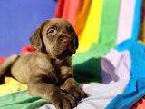 ANNESİNİN TEK VE ORJİNAL LABRADOR YAVRUSU