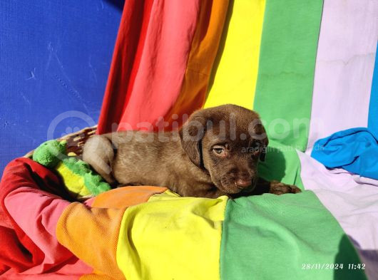Annesi̇ni̇n Tek Ve Orji̇nal Labrador Yavrusu görsel