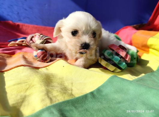 Süper Tatli Basik Burun Maltese Yavrular