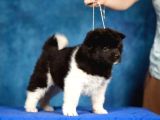 Amerikan akita son bir erkek