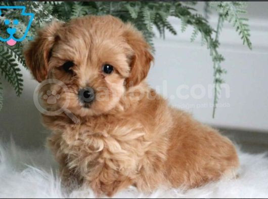 Kahve Tonlu Puppy Kıvırcık Tüylü Malti̇po Ci̇nsi̇ Yavrular görsel