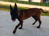 5 Aylik Üst Düzey  Saf Kan Malinois Disi Yavrum