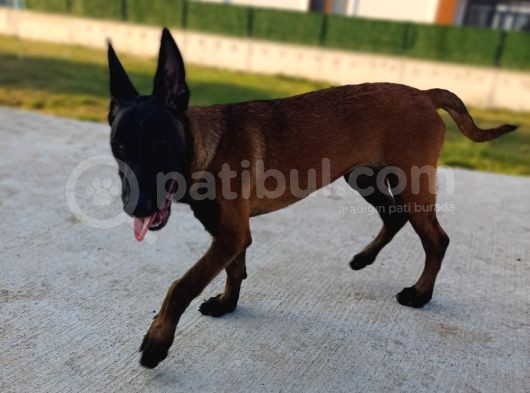5 Aylik Üst Düzey  Saf Kan Malinois Disi Yavrum görsel