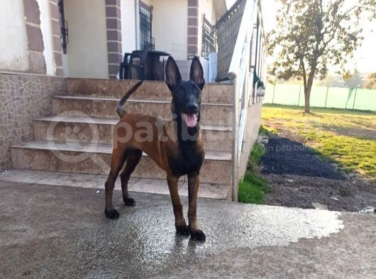 5 Aylik Üst Düzey  Saf Kan Malinois Disi Yavrum