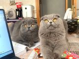 8 Aylik Scottish Fold Yavrularimiz