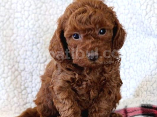 Teacup 2 Kg Garanti̇si̇ Altinda Kirmizi Red Tooy Poodle