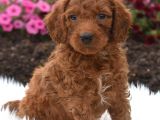 Teacup 2 Kg Garanti̇si̇ Altinda Kirmizi Red Tooy Poodle