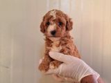 Maltipo Cinsi Yavrular Kahve Tonlu Mini Boy Puppy