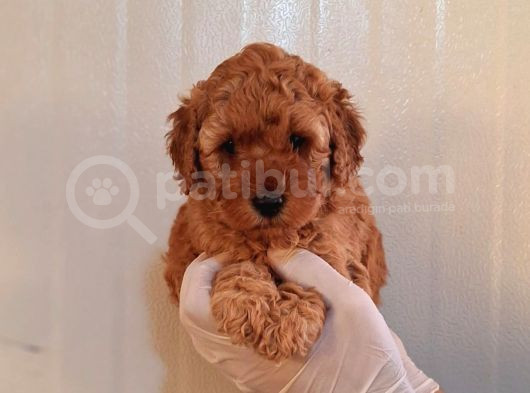 Maltipo Cinsi Yavrular Kahve Tonlu Mini Boy Puppy