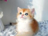 Türünün En Kalitelisi Golden Ny11 British Shorthair