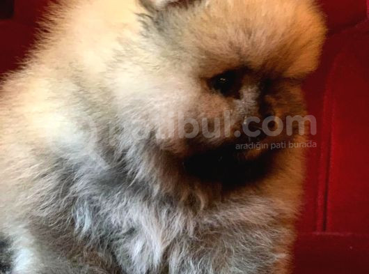 Garantili Pomeranian Boo Karta Taksitle görsel