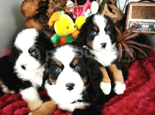 Bernese Mountai̇n Dog Yavrulari̇