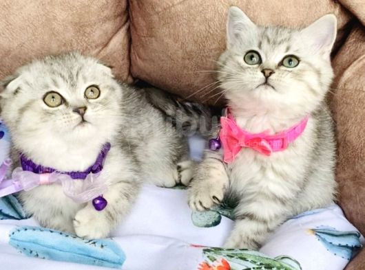 Yok Kafalı Silver Scotısh Yavrualrım görsel