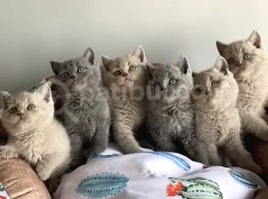 Show Kalite Blue Lilac Brıtısh Shorthair görsel