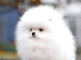 Garantili Pomeranian Boo Karta Taksitle