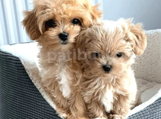 Kahve Tonlu Mini Boy Puppy Sevimli  Malti̇po Ci̇nsi̇