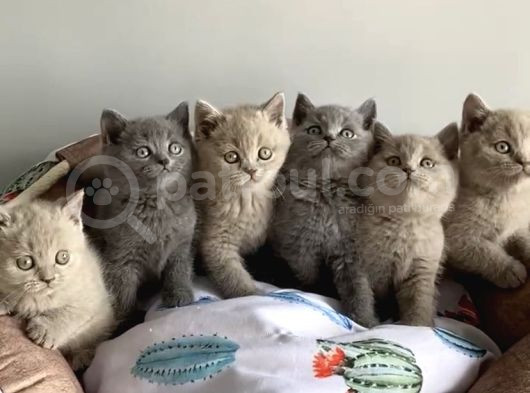 Show Kalite Blue Lilac Brıtısh Shorthair görsel