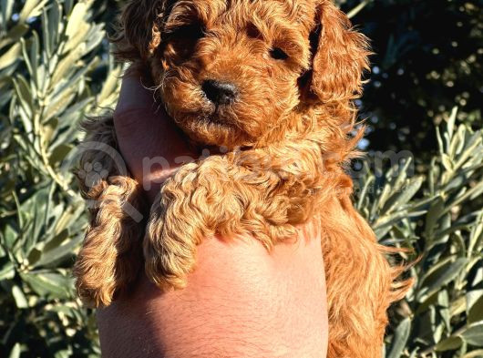 Teacup 2 Kg Garanti̇si̇ Altinda Kirmizi Red Tooy Poodle