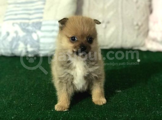 Mikro Boy Pomerani̇an Yavrularımız İstanbul Si̇li̇vri̇de görsel