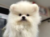 Show Kalite Teddy Face Pomeranian Yavrular