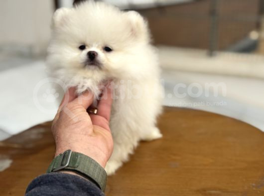 Show Kalite Teddy Face Pomeranian Yavrular görsel