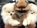 Show Kalite Teddy Face Pomeranian Yavrular