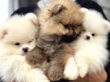 Show Kalite Teddy Face Pomeranian Yavrular