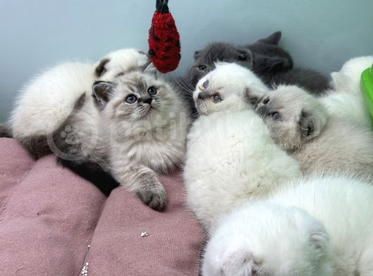 Ankarada Ziyarete Açık Scottish Fold Yavrular görsel