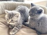 Show Kalite En Güzel British Shorthair Yavrularımız