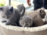 Ankarada Ziyarete Açık Scottish Fold Yavrular